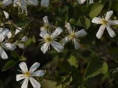 Clematis heynei