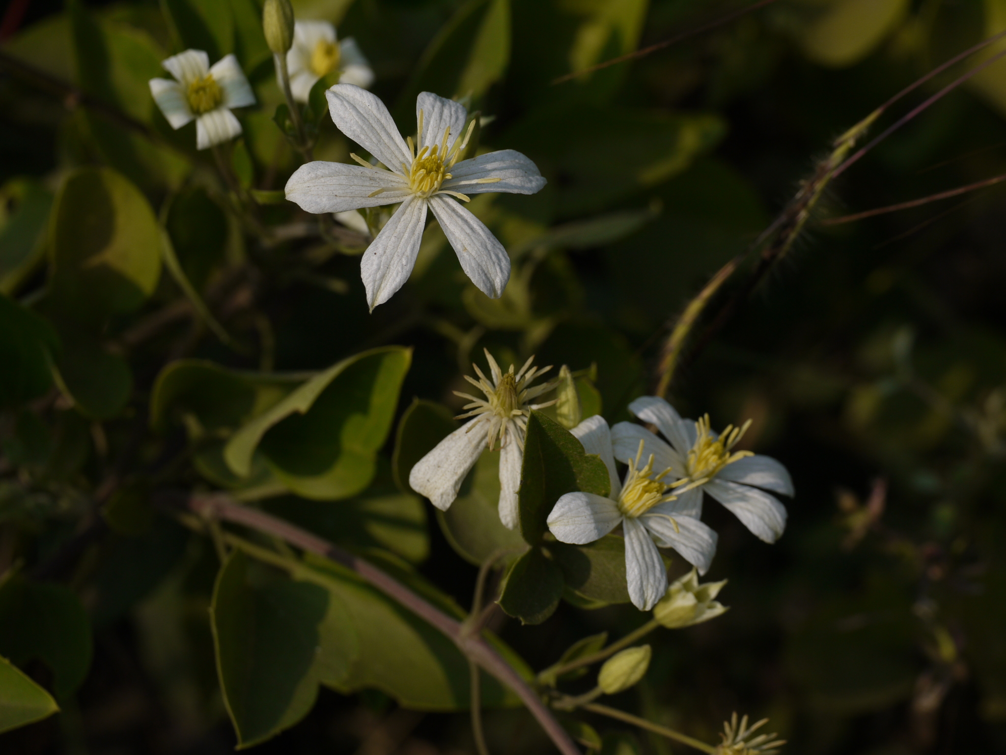 Clematis heynei M.A.Rau