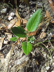 Olearia grandiflora