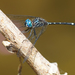Blue-eyed Setwing - Photo (c) Cameron Eckert, some rights reserved (CC BY-NC), uploaded by Cameron Eckert