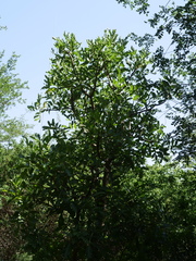 Kigelia africana