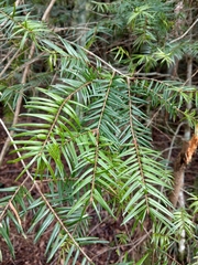 Pseudotsuga wilsoniana