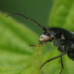 Clanoptilus geniculatus
