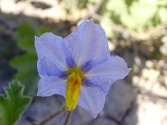 Solanum juvenale