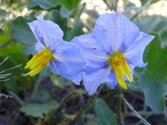 Solanum juvenale