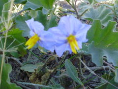 Solanum juvenale