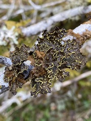 Pseudocyphellaria citrina
