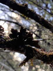 Pseudocyphellaria citrina