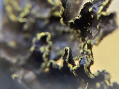 Pseudocyphellaria citrina