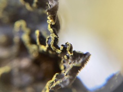 Pseudocyphellaria citrina
