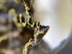 Pseudocyphellaria citrina