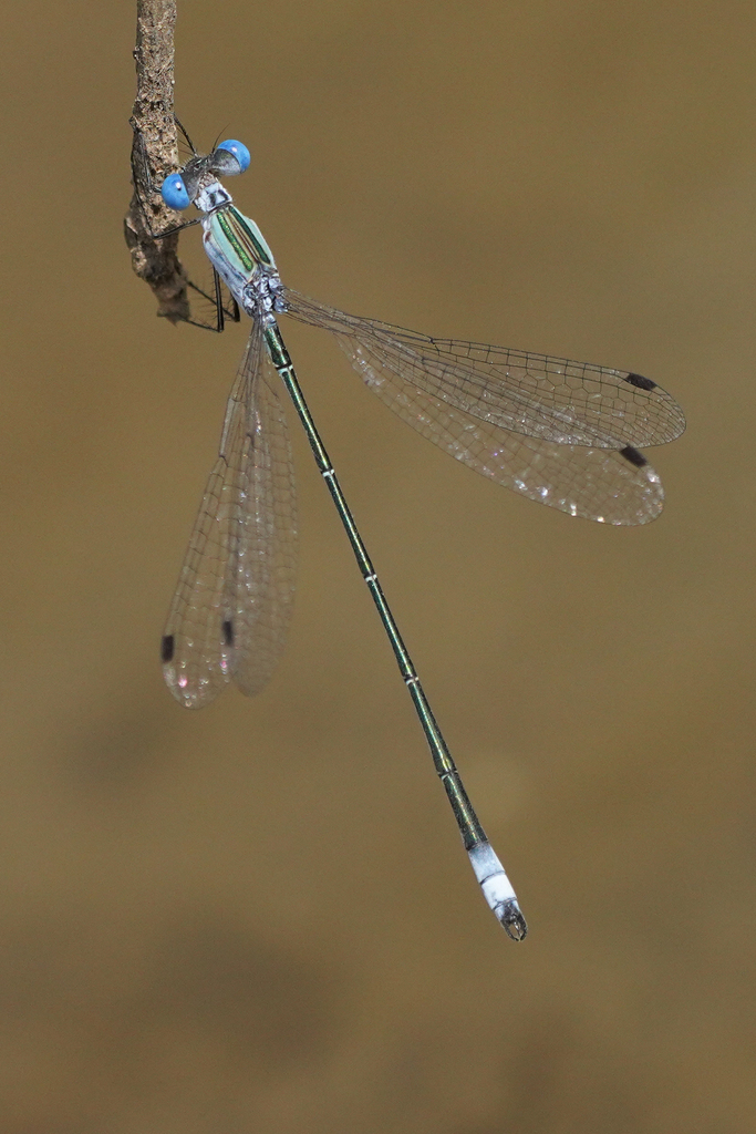Rainpool Spreadwing