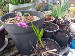 Bletilla