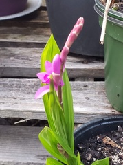 Bletilla