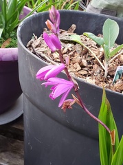 Bletilla