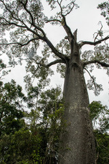 Brachychiton rupestris