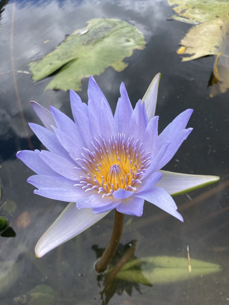 Nymphaea nouchali
