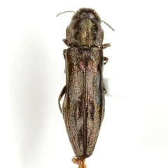 Agrilus abductus