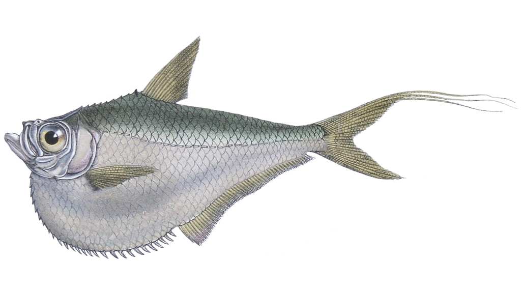 Amazon Hatchet Herring