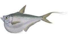 Amazon Hatchet Herring photo 1
