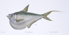Amazon Hatchet Herring photo 2