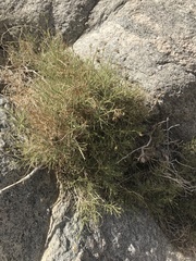 Pleurocoronis pluriseta