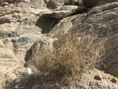 Pleurocoronis pluriseta