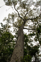 Brachychiton rupestris