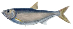 Yellowfin River Pellona photo 3