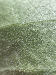 Symphyotrichum greatae