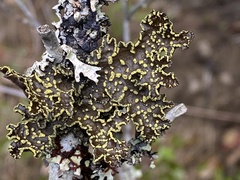 Pseudocyphellaria citrina