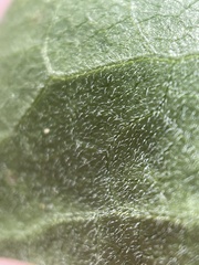 Symphyotrichum greatae