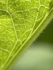 Symphyotrichum greatae