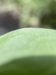 Symphyotrichum greatae