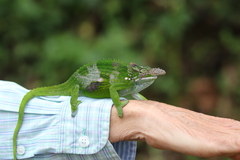 Kinyongia multituberculata