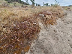 Polygonum bidwelliae