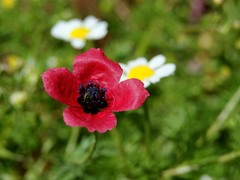 Papaver hybridum