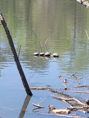 Trachemys scripta scripta