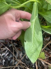 Symphyotrichum greatae