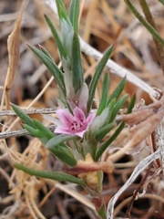 Polygonum bidwelliae