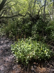 Symphyotrichum greatae