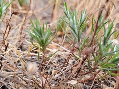 Polygonum bidwelliae