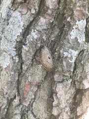 Acronyctodes mexicanaria