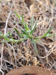 Polygonum bidwelliae