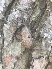 Acronyctodes mexicanaria