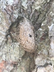 Acronyctodes mexicanaria