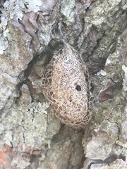 Acronyctodes mexicanaria