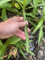 Symphyotrichum greatae