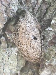 Acronyctodes mexicanaria