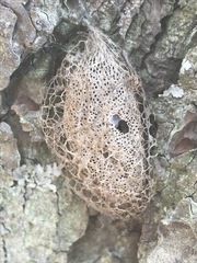 Acronyctodes mexicanaria